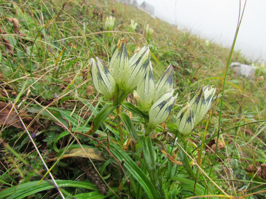 Изображение особи Gentiana algida.