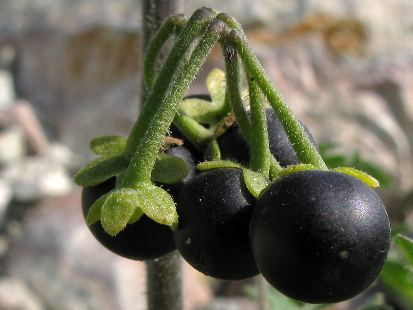 Image of Solanum nigrum ssp. schultesii specimen.