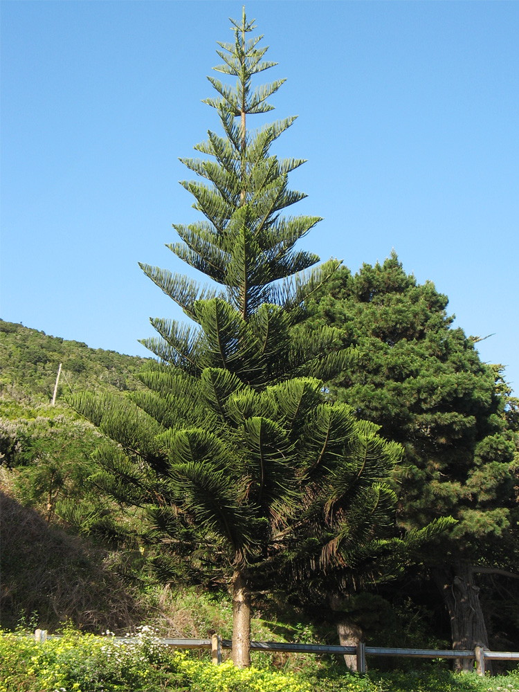 Изображение особи Araucaria heterophylla.