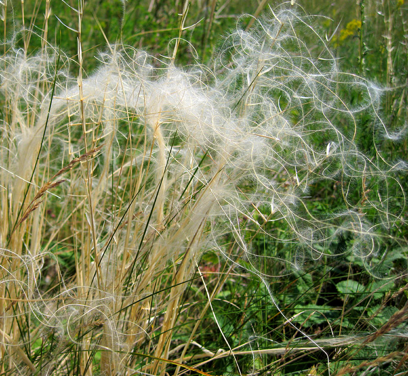 Image of Stipa pennata specimen.