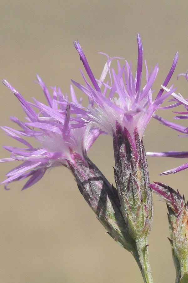 Image of Saussurea ninae specimen.