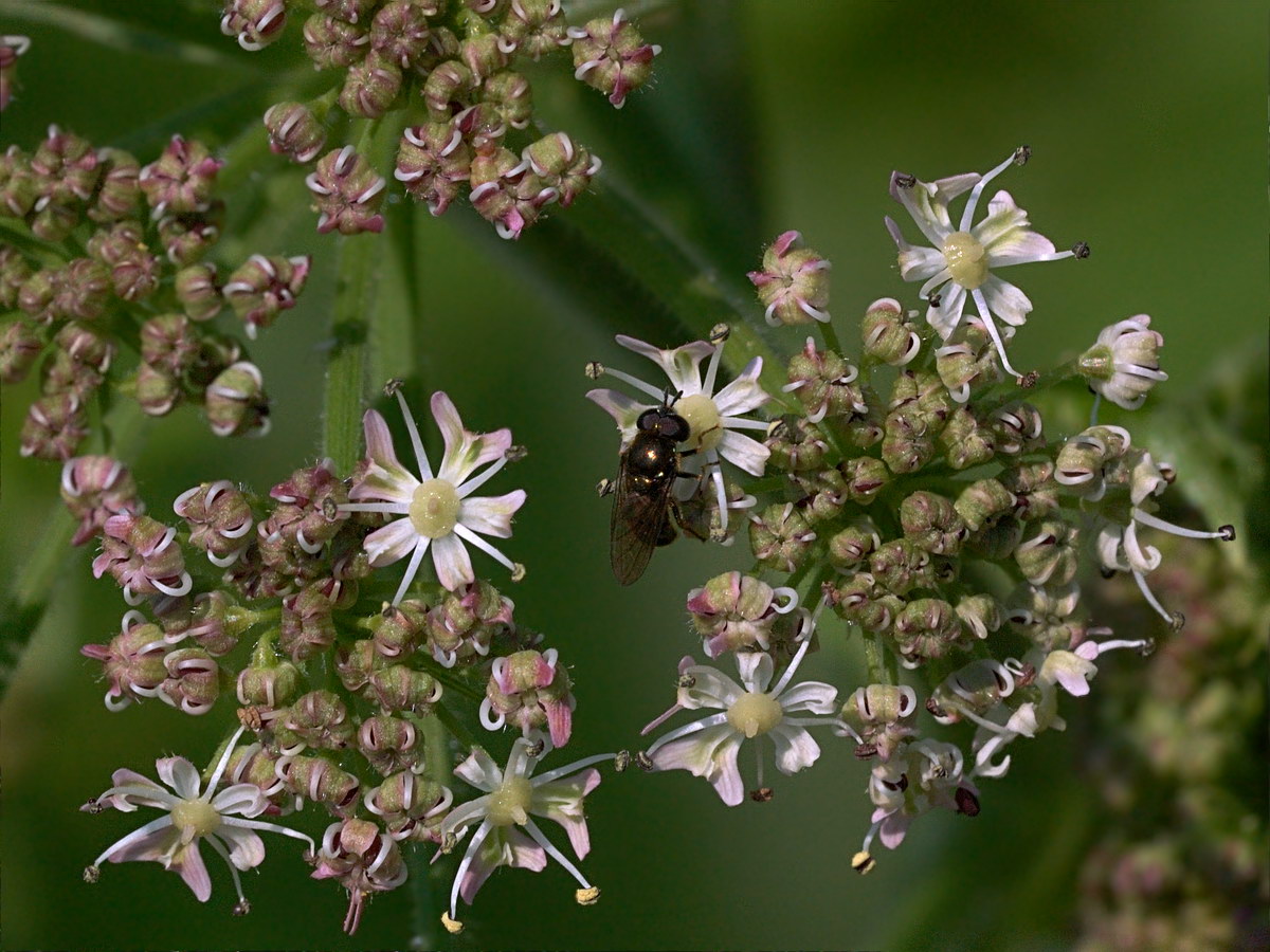 Изображение особи Heracleum sphondylium.