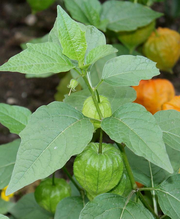 Image of Alkekengi officinarum specimen.