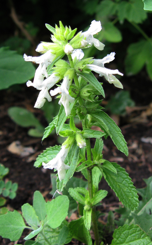 Image of Stachys annua specimen.