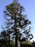 Sequoiadendron giganteum