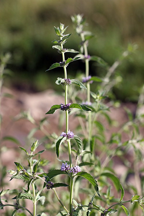 Image of Mentha &times; interrupta specimen.