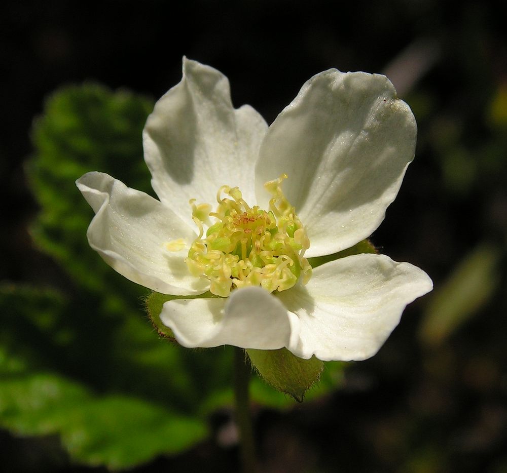 Image of Rubus chamaemorus specimen.