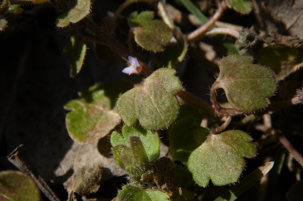 Image of Veronica hederifolia specimen.