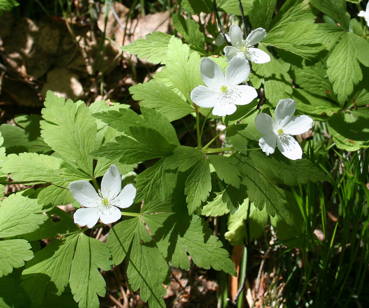 Image of Anemone umbrosa specimen.