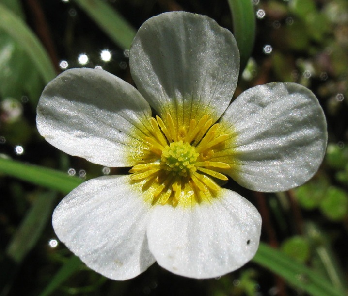 Изображение особи Ranunculus peltatus.