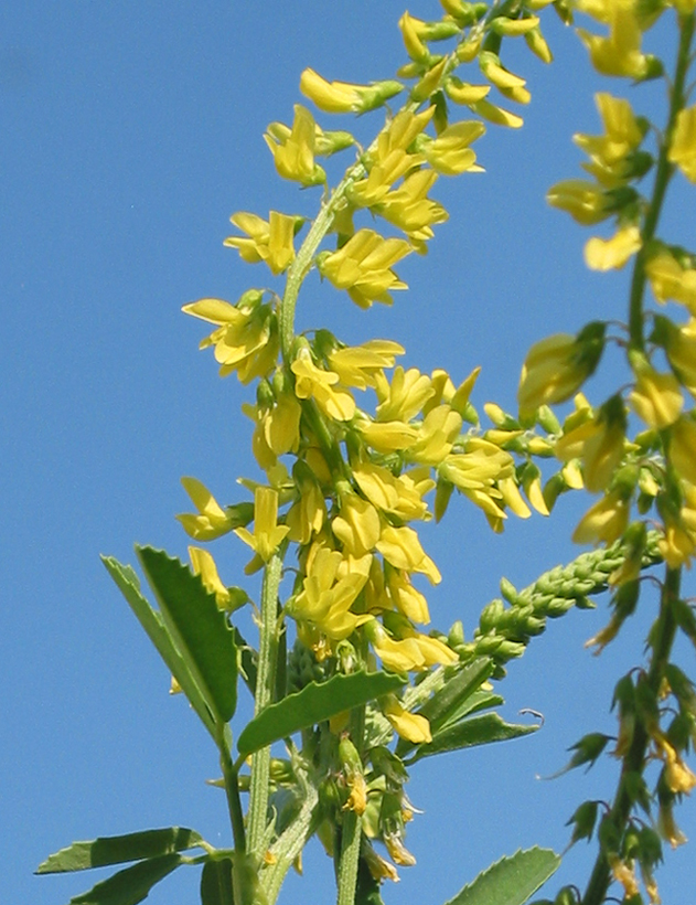 Изображение особи Melilotus officinalis.