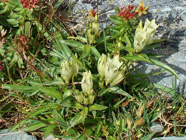 Image of Gentiana algida specimen.