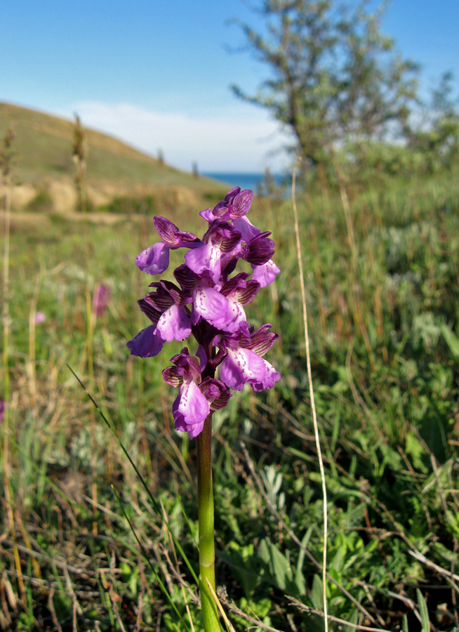 Image of Anacamptis morio ssp. caucasica specimen.