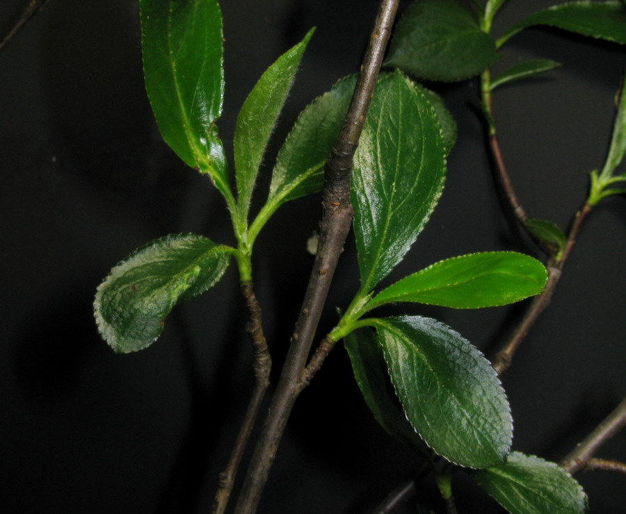 Image of Aronia melanocarpa specimen.