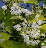 Pterostyrax hispidus. Соцветия. Германия, г. Дюссельдорф, Ботанический сад университета. 02.06.2014.