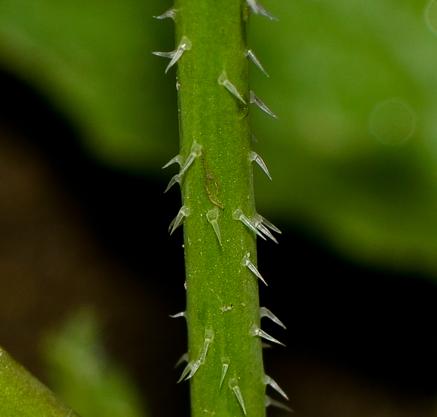 Image of Raphanus rostratus specimen.