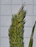 Phalaris paradoxa. Верхушка колоса с цветками и завязавшимися плодами. Израиль, Шарон, г. Герцлия, парк, высохший участок зимнего водоёма. 09.05.2014.