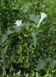 Datura stramonium. Верхушка цветущего растения. Молдова, Кишинев, Ботанический сад АН Молдовы. 23.06.2014.