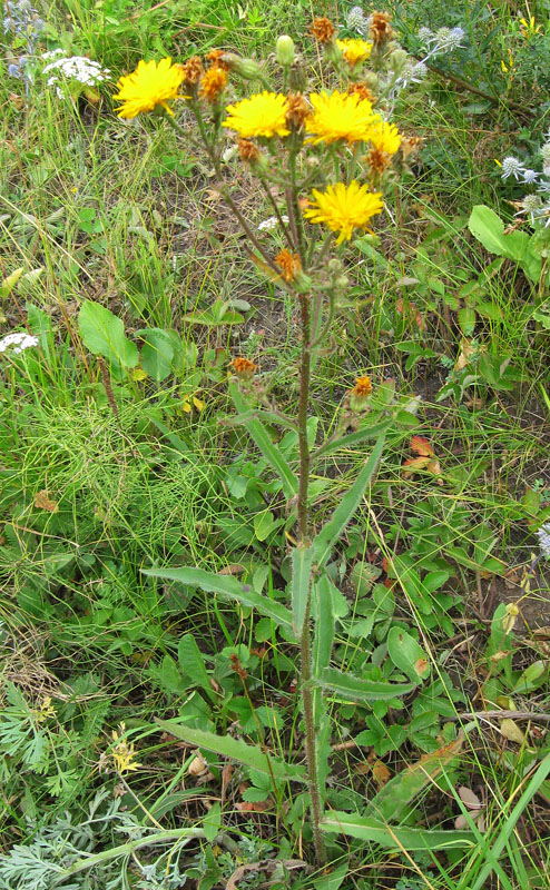 Image of Picris hieracioides specimen.