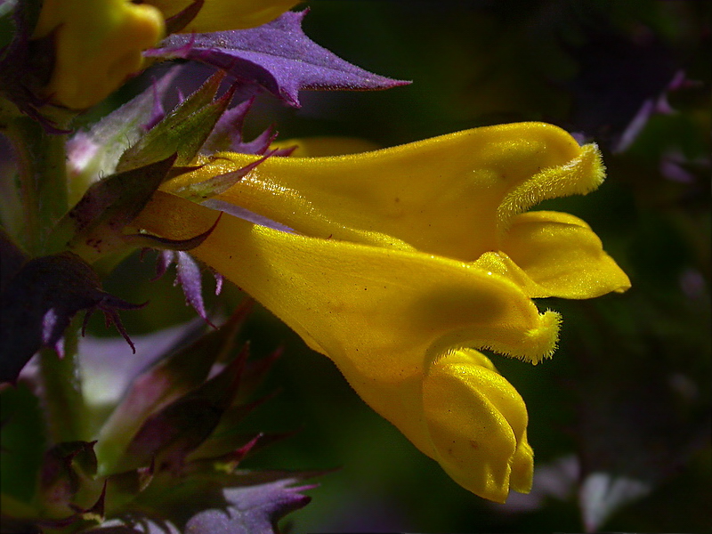 Image of Melampyrum nemorosum specimen.