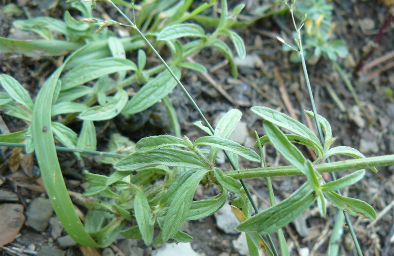 Изображение особи Stachys iberica.