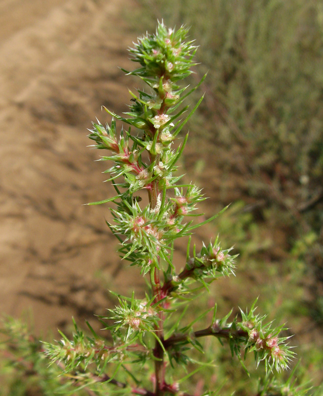 Изображение особи Salsola tragus.