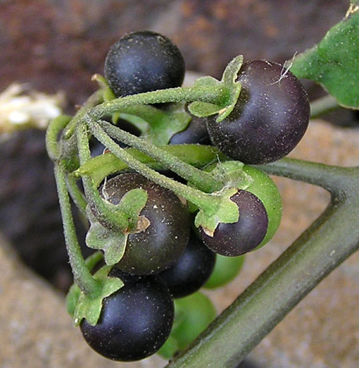 Изображение особи Solanum nigrum.