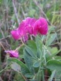 Lathyrus tuberosus. Верхушка цветущего растения. Крым, Севастополь, Байдарская долина, окр. с. Передовое. 03.09.2009.