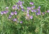 Geranium pratense. Растение на пойменном лугу. Лужский р-н Ленинградской обл. Середина июня.