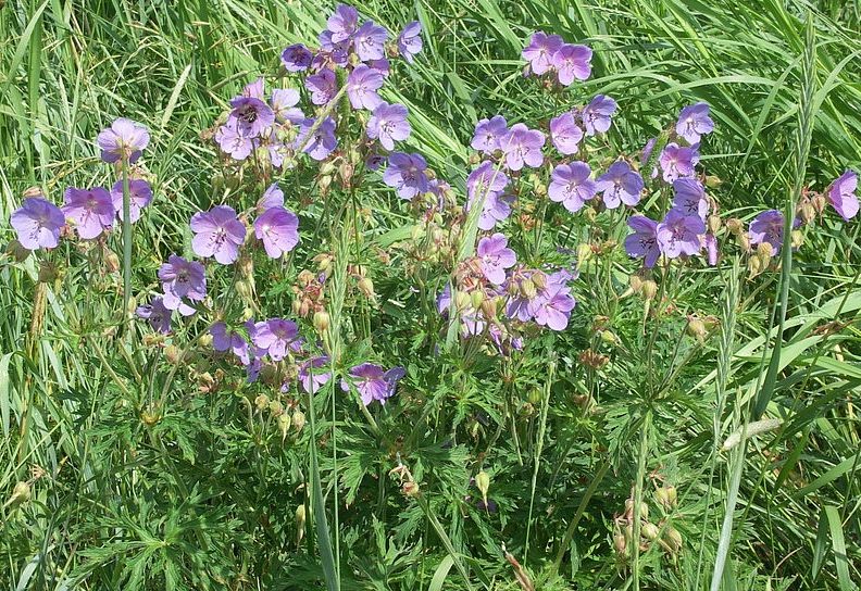 Image of Geranium pratense specimen.