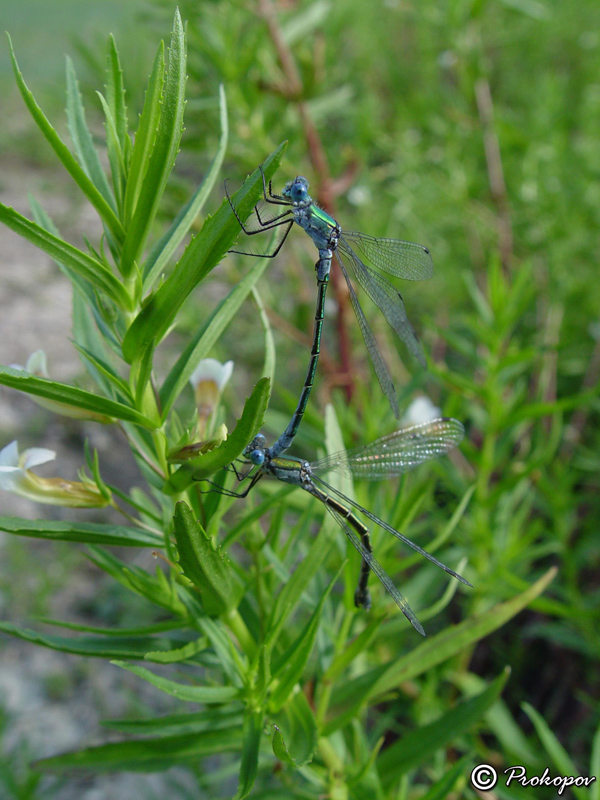 Image of Gratiola officinalis specimen.