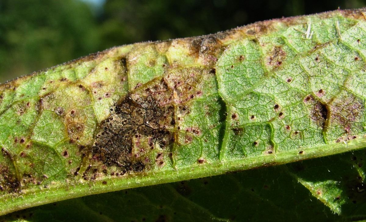 Image of Centaurea phrygia specimen.