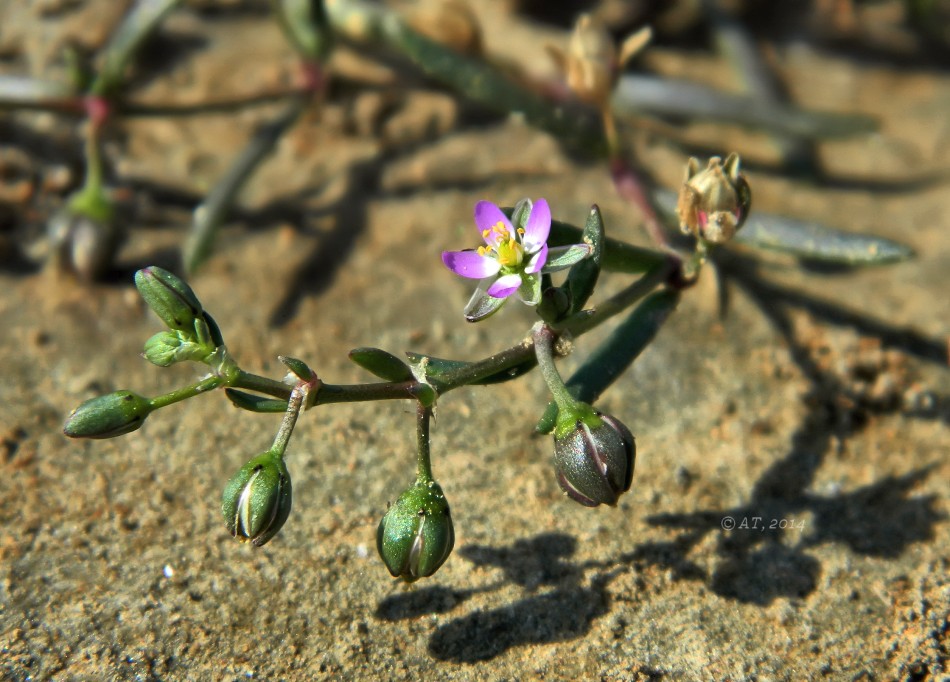 Image of Spergularia marina specimen.