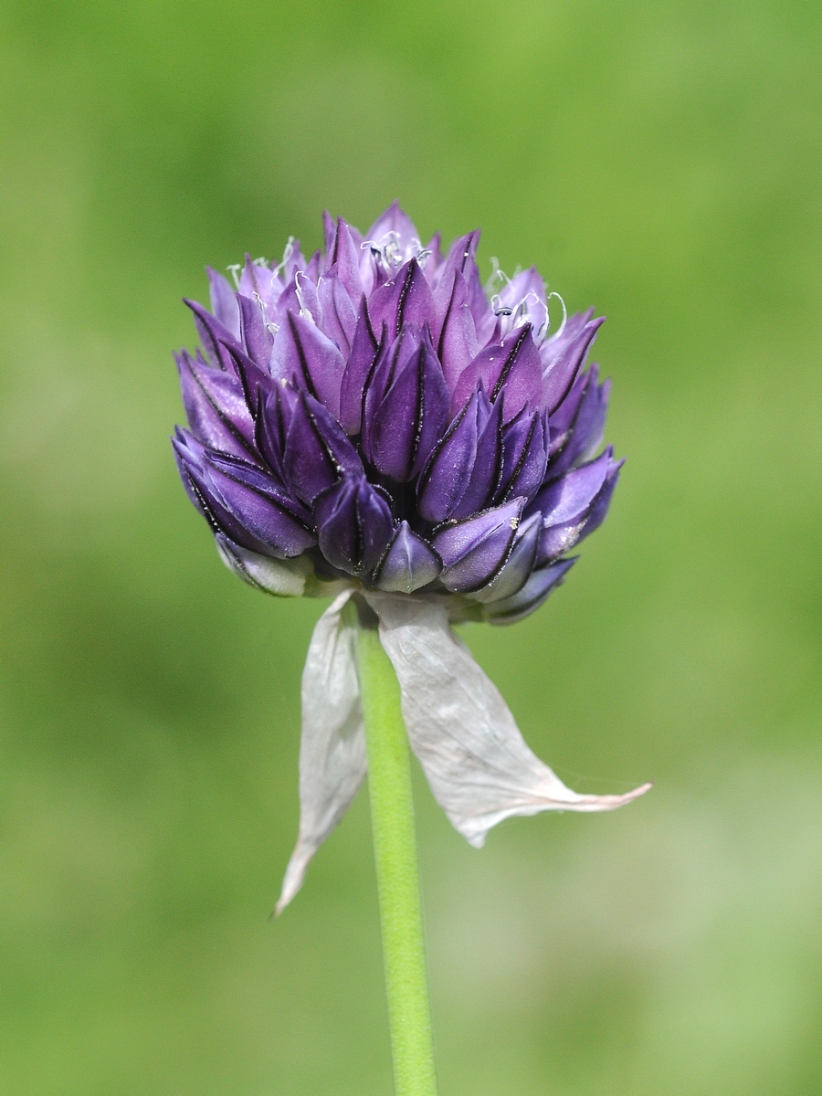 Изображение особи Allium aucheri.