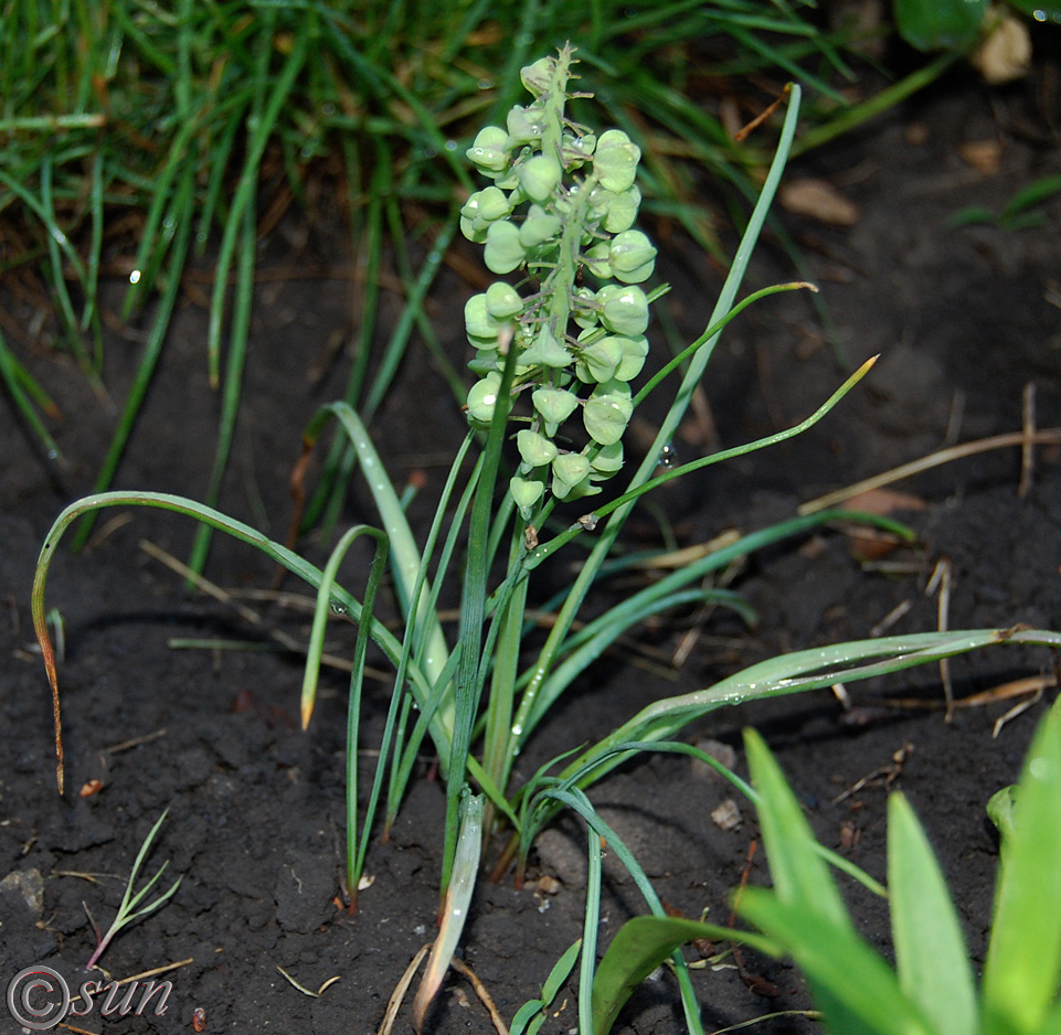 Image of Muscari botryoides specimen.