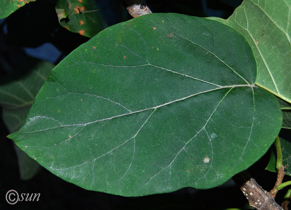 Изображение особи Paulownia tomentosa.