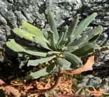 Euphorbia characias. Верхушка побега. Испания, Андалусия, национальный парк \"Torcal de Antequera\". Август 2015 г.