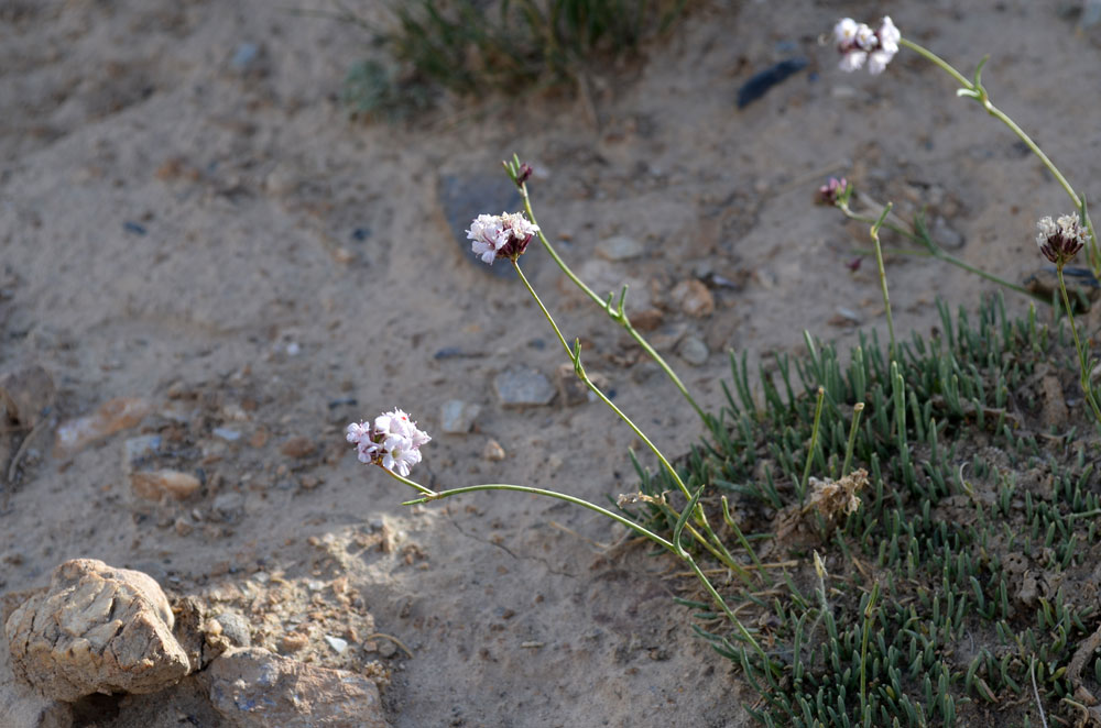 Image of Gypsophila capituliflora specimen.