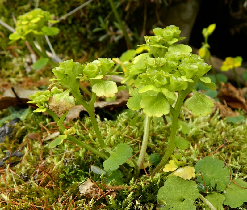 Image of genus Chrysosplenium specimen.