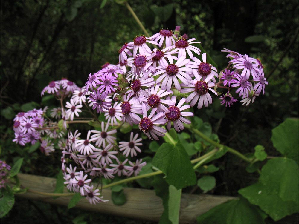 Image of Pericallis webbii specimen.