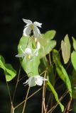 Epimedium diphyllum