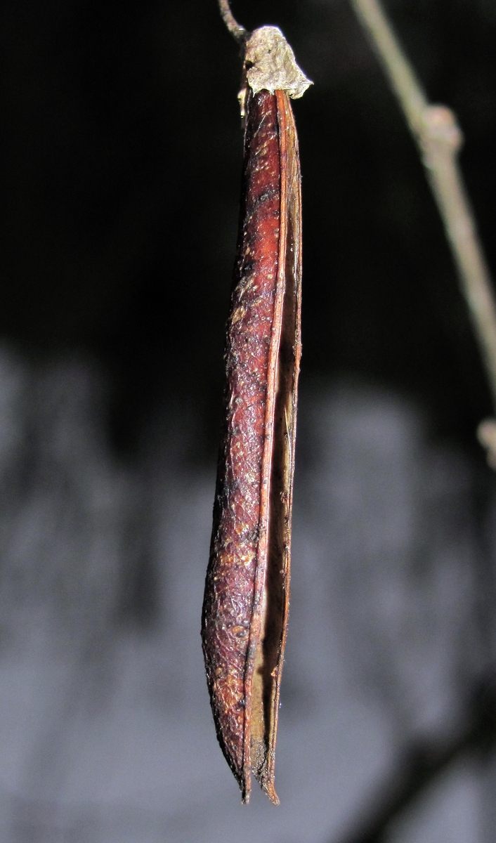 Image of Caragana arborescens specimen.