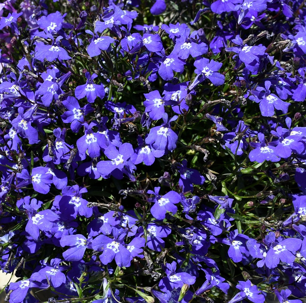 Image of Lobelia erinus specimen.