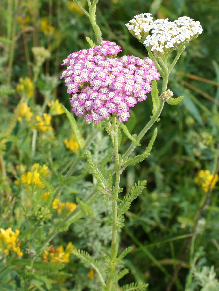 Image of Achillea millefolium specimen.