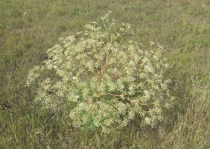 Image of Seseli arenarium specimen.