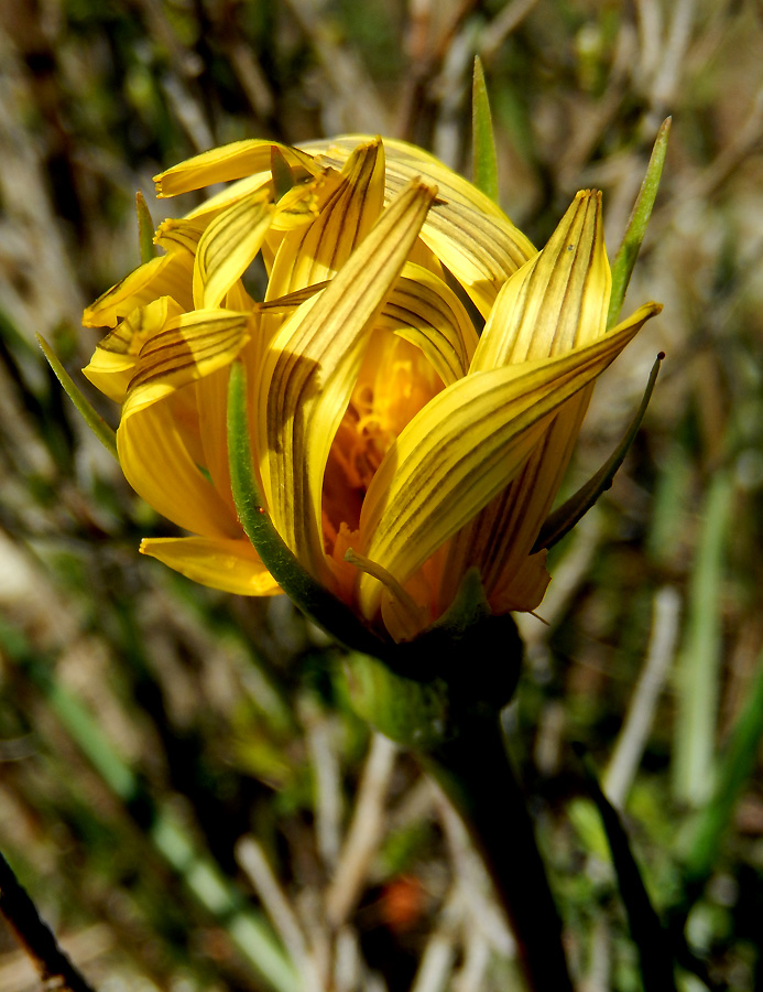 Изображение особи Tragopogon pusillus.