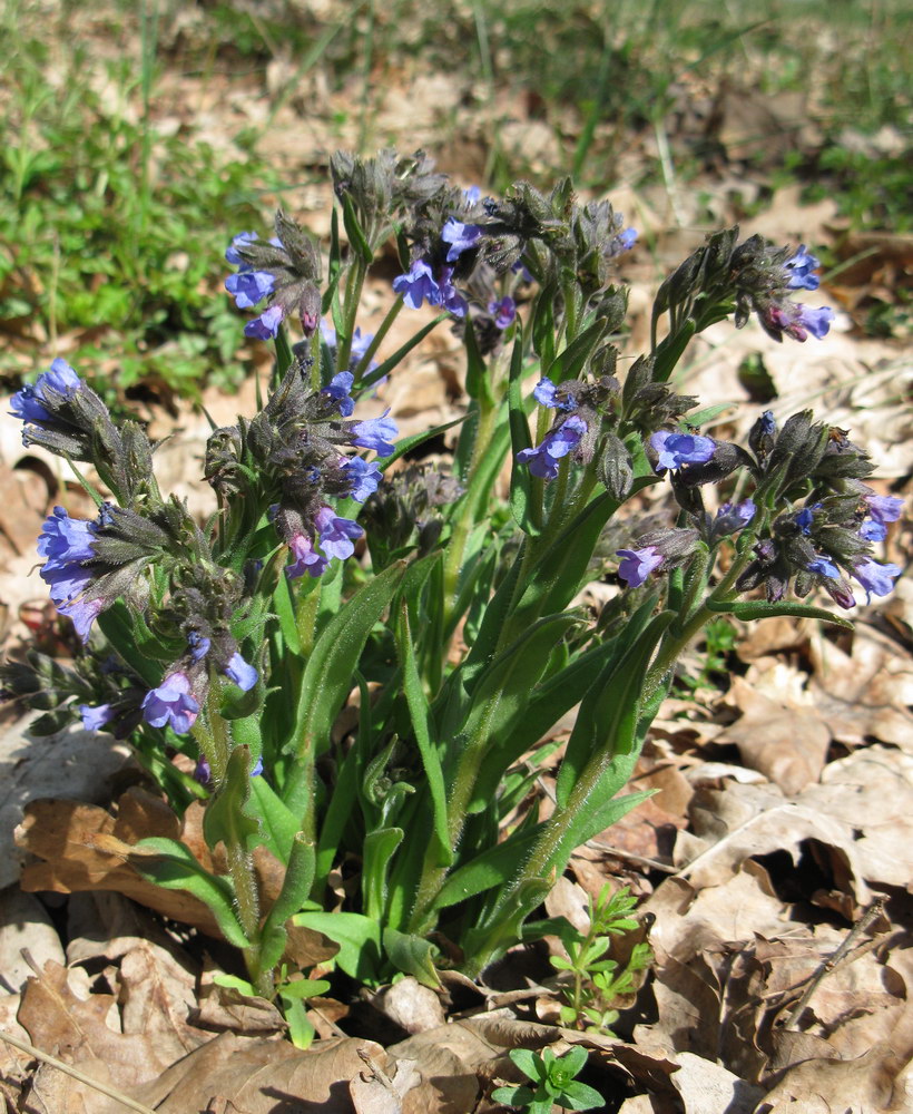 Изображение особи Pulmonaria angustifolia.