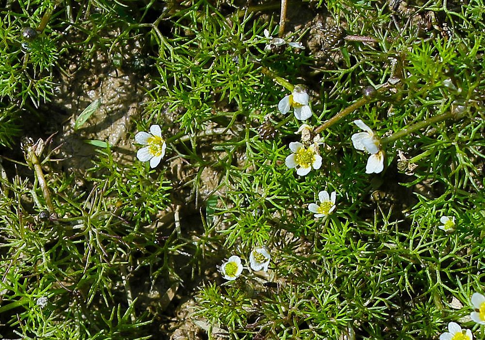 Изображение особи Ranunculus circinatus.