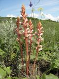 Orobanche alba. Цветущие растения, паразитирующие на Salvia nutans. Украина, г. Луганск, балка Калмыцкий яр, основание склона юго-восточной экспозиции, разнотравно-типчаково-ковыльная степь. 03.06.2016.