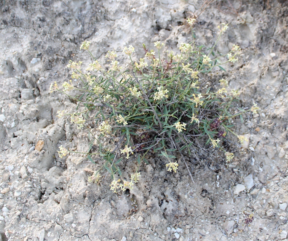 Image of Dendrostellera olgae specimen.